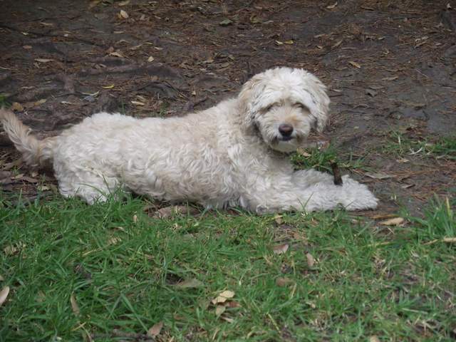 En adopción – Moka (poodle/maltés) | Vida de Perros