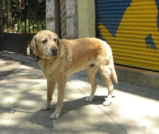 Adopta un Bichito Peludo: Labrador adulto en adopción ADOPTADO :)