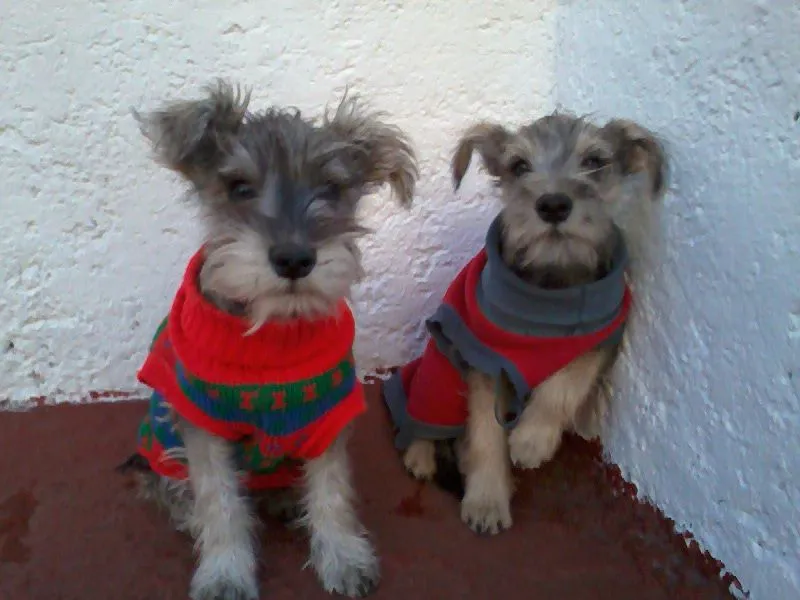 Adopta un Bichito Peludo: Schnauzer Bebés buscan casa - ADOPTADOS