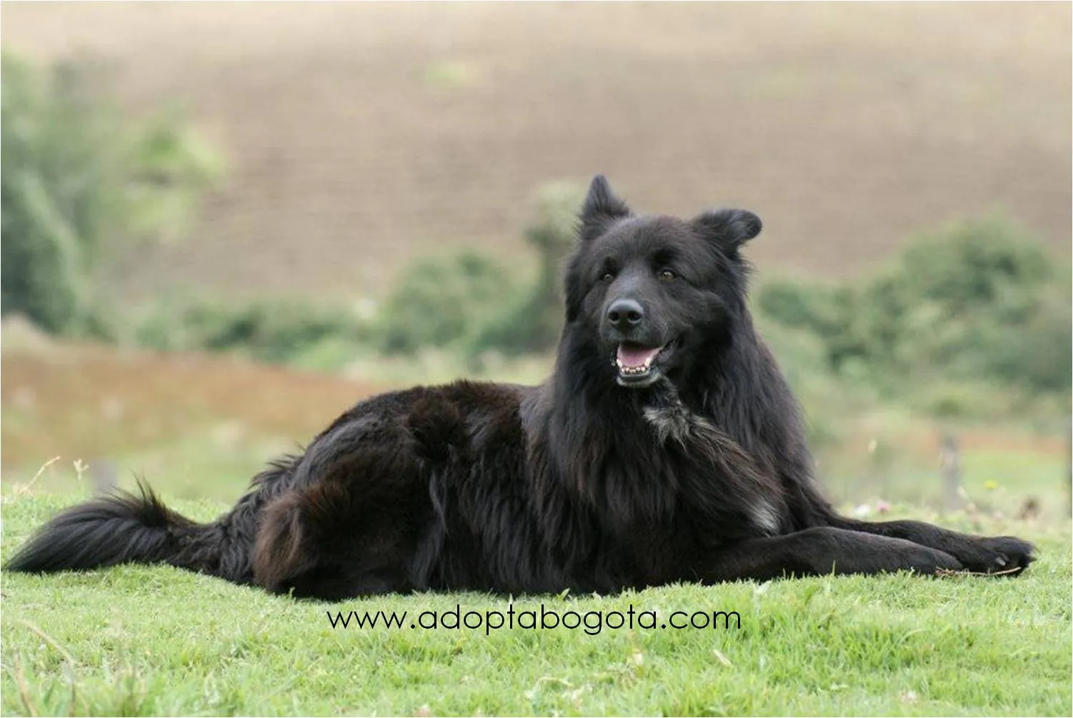 Adopta Bogotá: El síndrome del perro negro