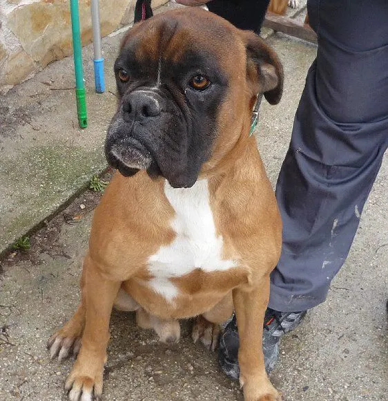 ADOPTADO!! Boxer leonado jugueton y noble, abandonado en la huerta ...