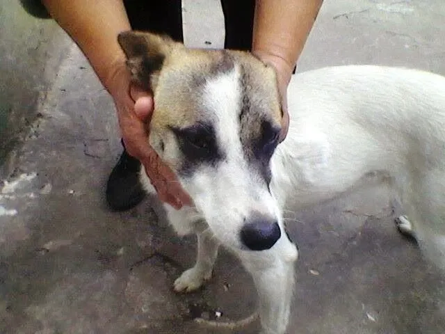 Adoptándonos