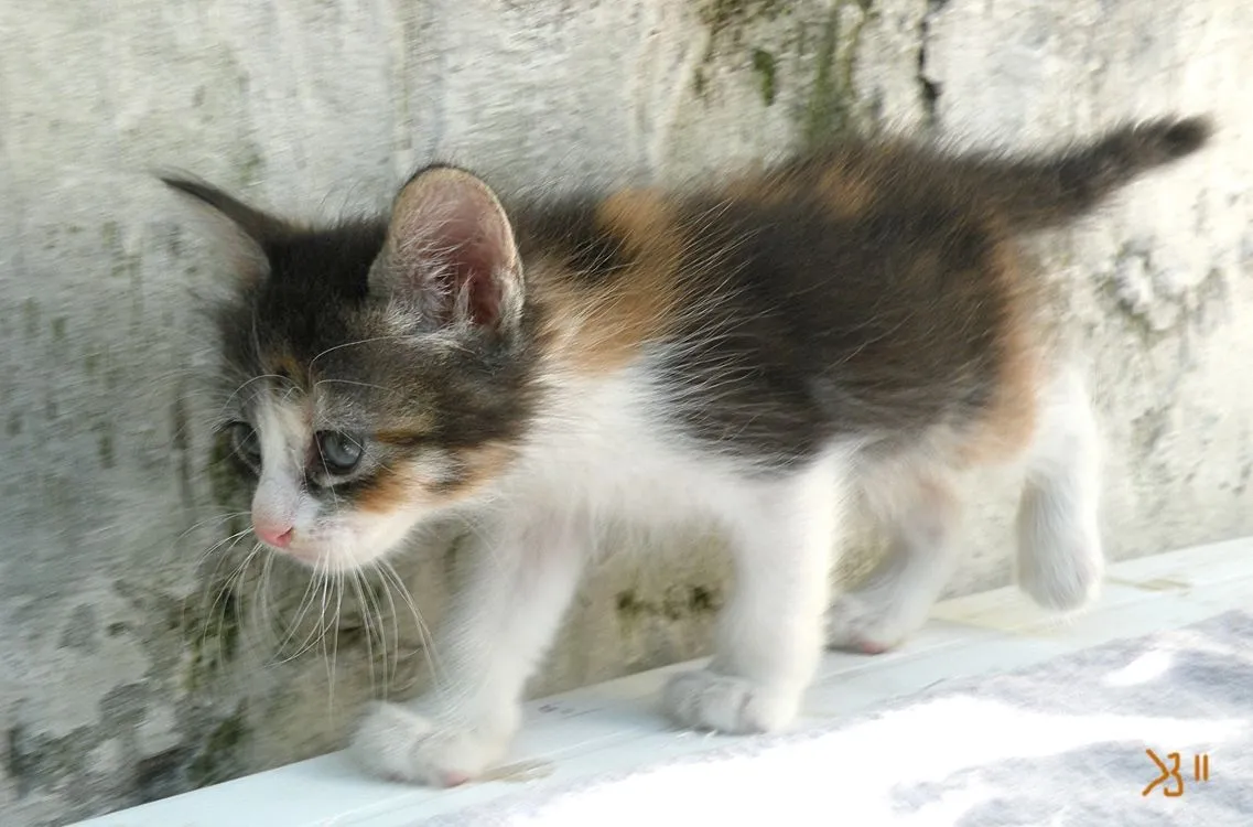 Adoptándonos: Muchos gatitos bebé de todos los colores en adopción