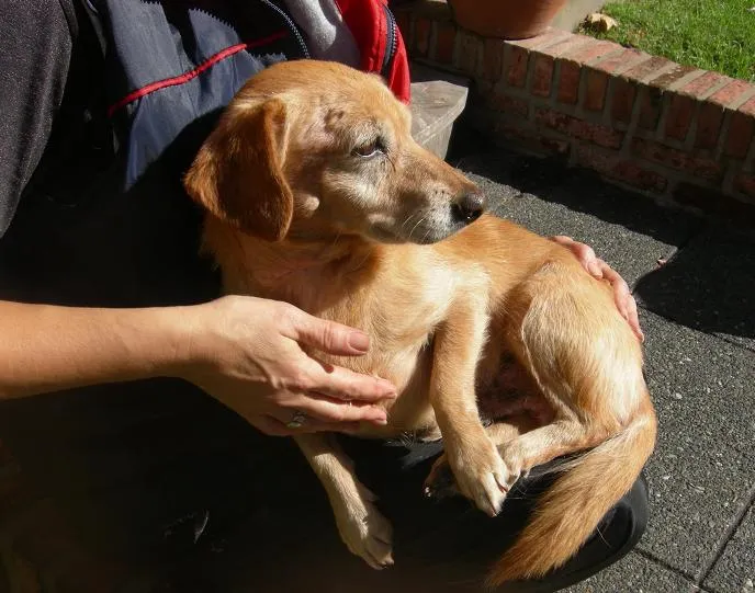 Adoptándonos: Hermoso perrito mestizo de salchica en adopción