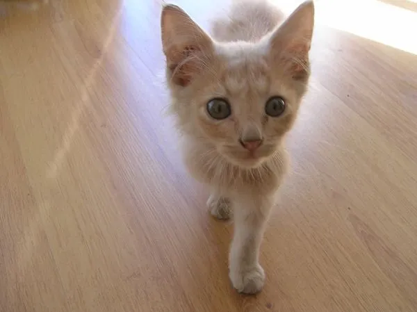 Adoptándonos: Tres hermosos gatitos chiquitos en adopción urgente