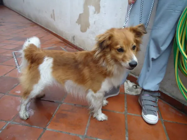 Adoptándonos: octubre 2011