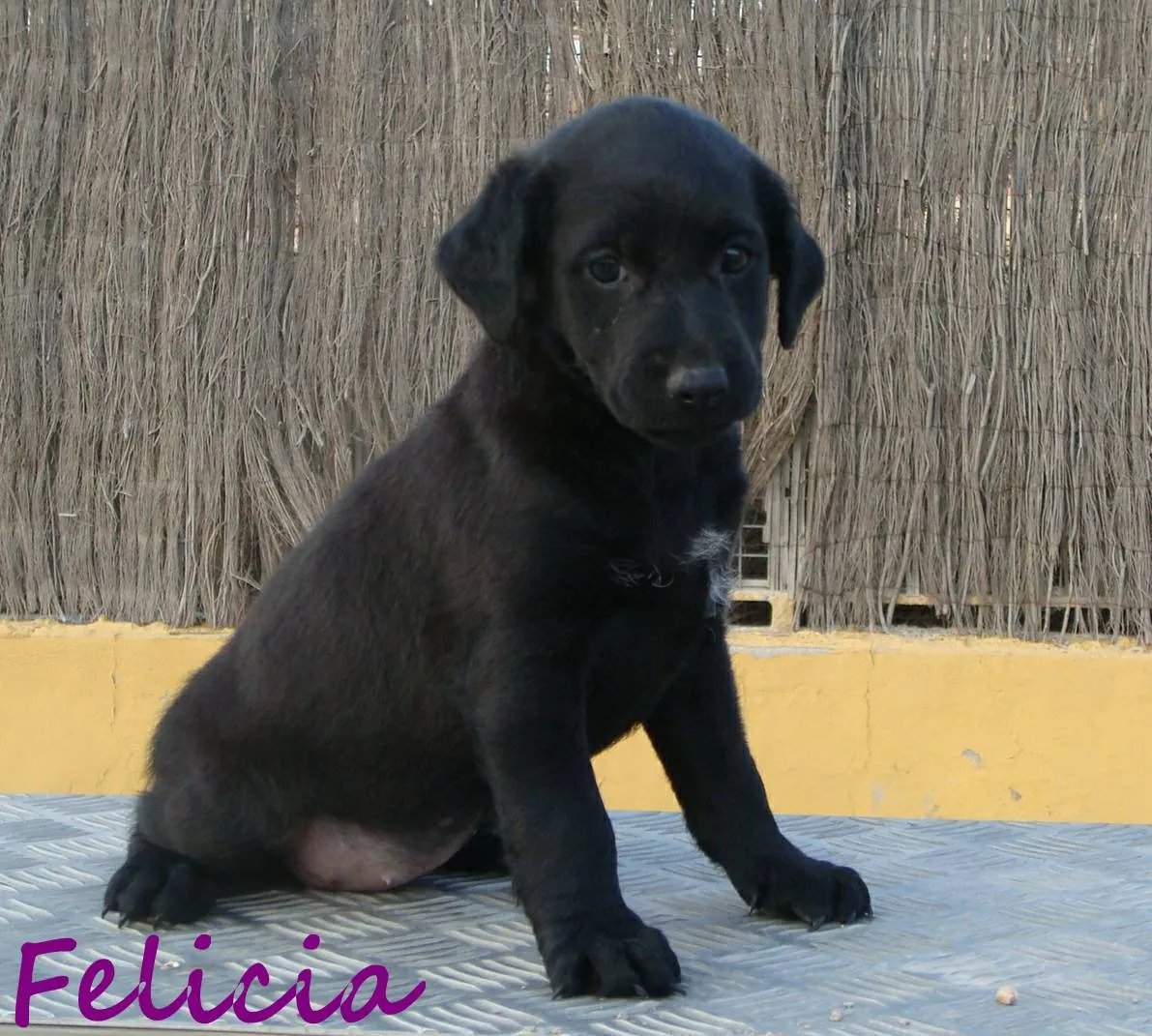 ADOPTAR UN CACHORRO PERROS EN ADOPCIÓN: CACHORRAS LABRADOR NEGRO X ...