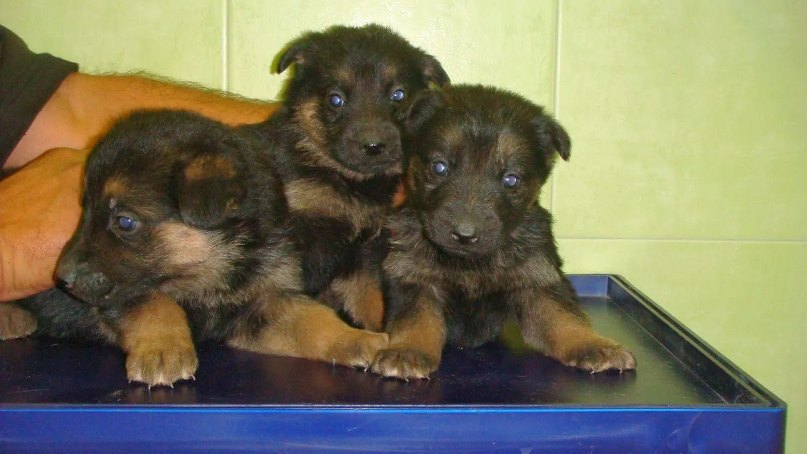 ADOPTAR UN CACHORRO PERROS EN ADOPCIÓN: CACHORROS DE PASTOR ALEMÁN ...