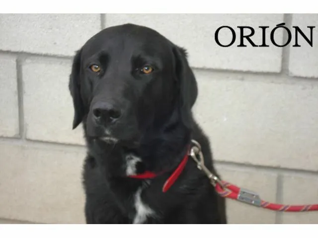 ADOPTAR UN CACHORRO PERROS EN ADOPCIÓN: ORIÓN: LABRADOR NEGRO DE ...