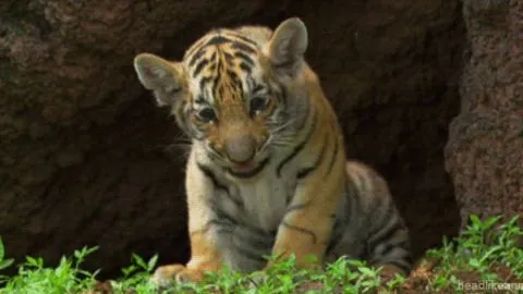 Adorable Tiger GIFs on Giphy