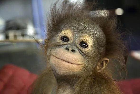 Adorables orangutanes bebés rescatados - Univision