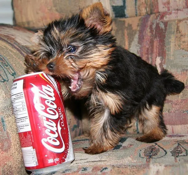 Adorables perritos del tamaño de una lata de refresco (Fotos ...