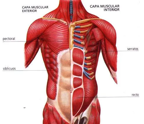 AdR3AN: LOS MUSCULOS DEL TRONCO