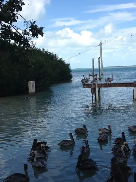 Adventures of The Foodaholic: Hungry Tarpon Restaurant ...