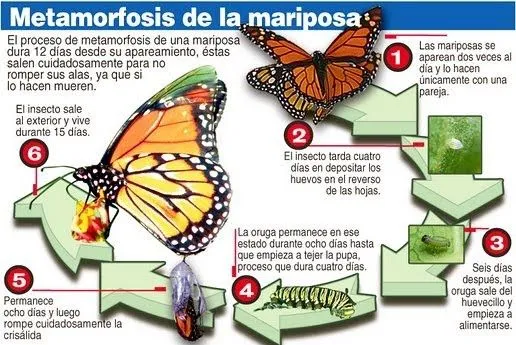 aficionados al cole