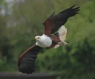 áfrica águilas marinas | Descargar Fotos gratis