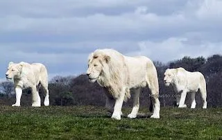 África esconde grandes misterios, el León Blanco, el mensajero o ...