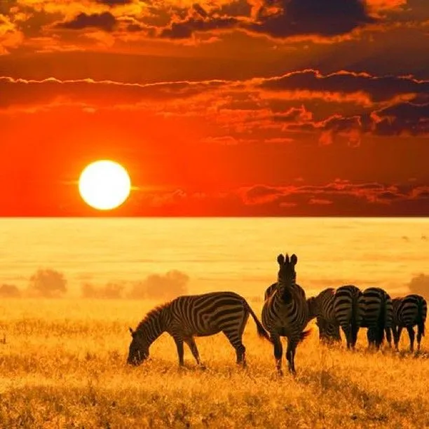 Esta sera el africa de la cual habla ToTo #africa #paisaje #sol ...