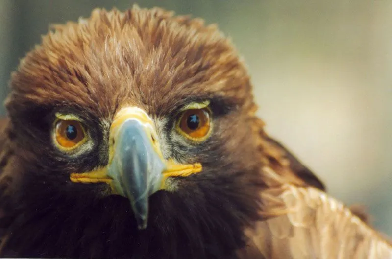 AFRICAM SAFARI: ÁGUILA REAL · Las alas de México