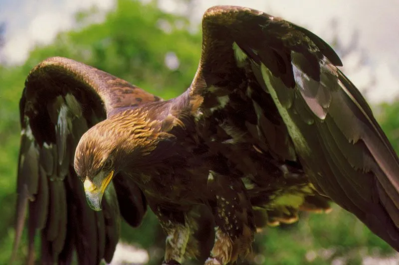 AFRICAM SAFARI: ÁGUILA REAL · Las alas de México