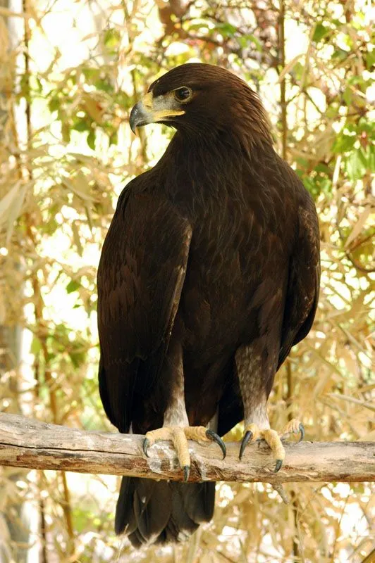 AFRICAM SAFARI: ÁGUILA REAL · Las alas de México