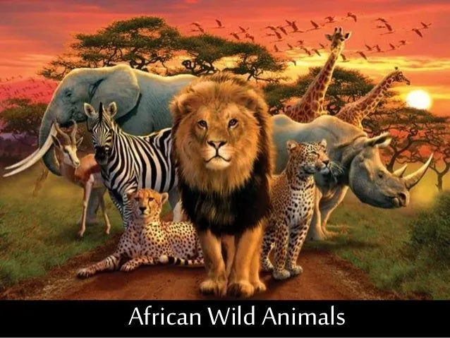 African wild animals