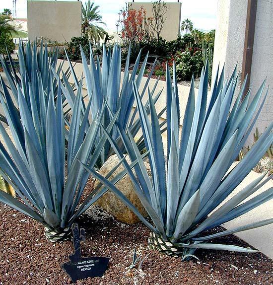 Agavaceae - Asociación Yucateca de Cactáceas y Suculentas (