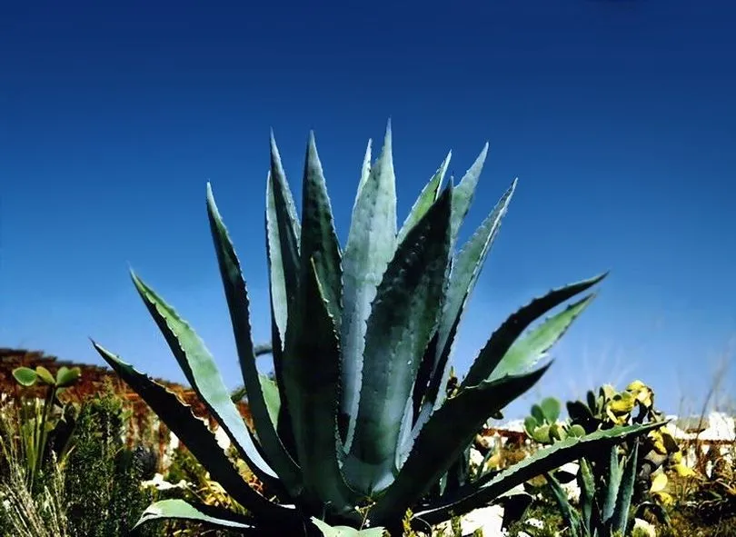 Agave americana