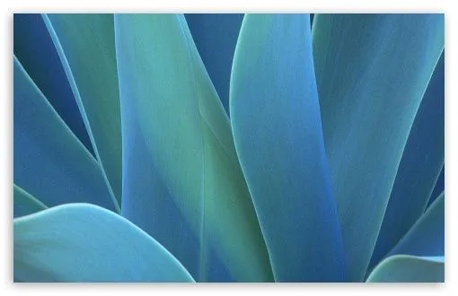 Agave HD desktop wallpaper : Widescreen : High Definition : Fullscreen