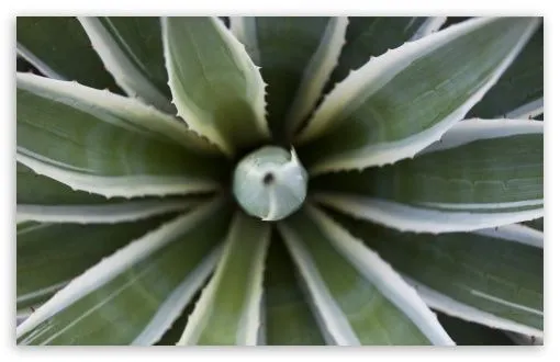 Agave HD desktop wallpaper : Widescreen : High Definition ...