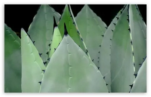 Agave Plant HD desktop wallpaper : Widescreen : High Definition ...