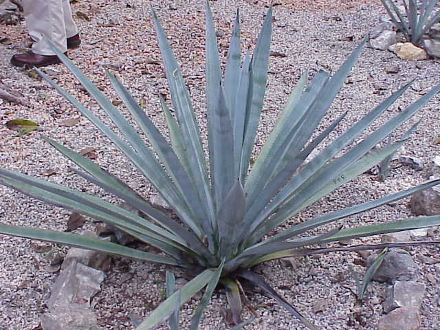 Agave tequilana - Wikipedia, the free encyclopedia