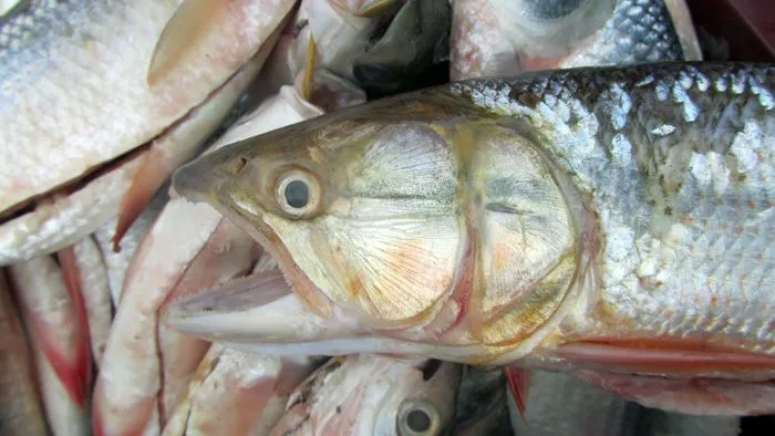 Agencia de Noticias: Peces de agua dulce, en inminente peligro