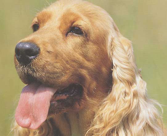 Agresividad en los perros cocker | Mascotas