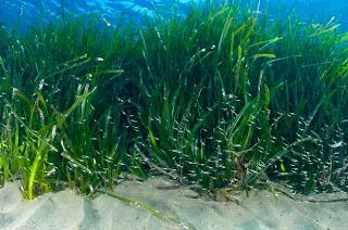 Agricultura Residuos Cero: Algas marinas como fertilizantes en la ...