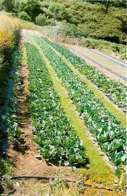 AGRICULTURA TRADICIONAL