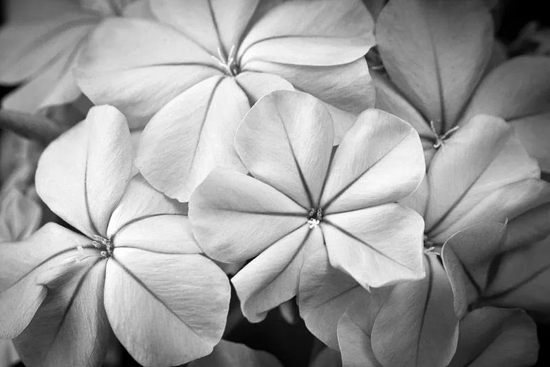 en el agua del tiempo (en blanco y negro): más flores...