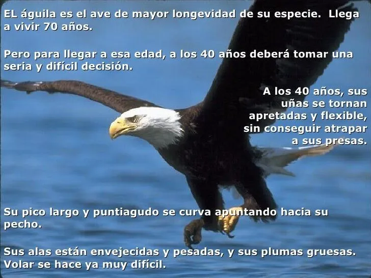 Aguila