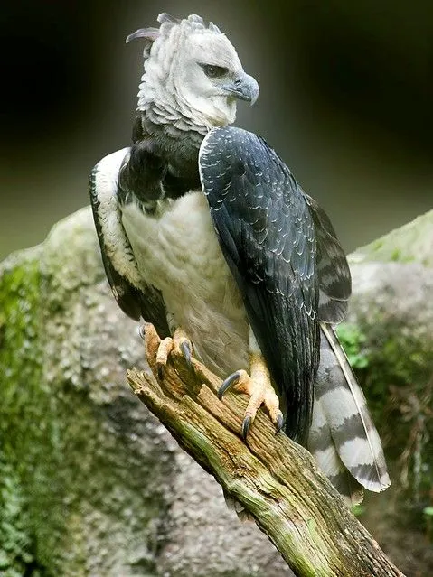 Aguila arpia / Harpy eagle | Flickr - Photo Sharing!