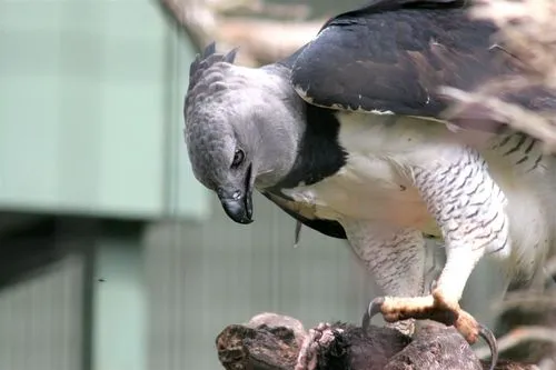 aguila arpia Imagenes