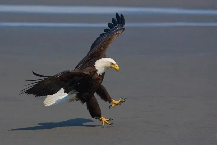 Águila aterrizando. | Fotos de Animales. | Pinterest