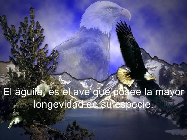 Aguila Blanca