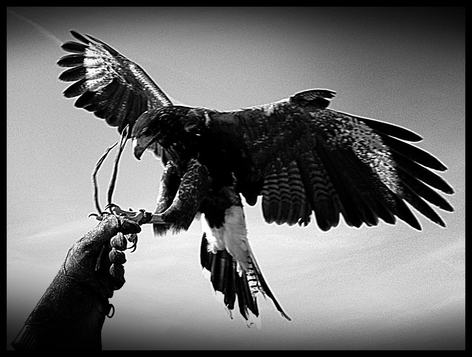 Aguila blanco y negro - Imagui