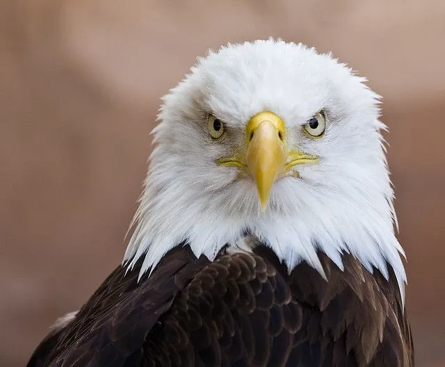 Aguila Calva o Aguila Americana | Flickr - Photo Sharing!