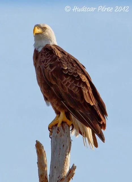 Aguila Calva Americana / American Bald Eagle / Haliaeetus ...