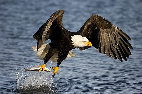 Aguila calva - Imagui