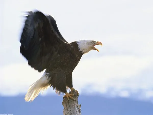 Águila Calva lucha por sobrevivir