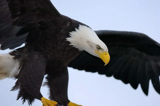 Aguila calva volando - Imagui