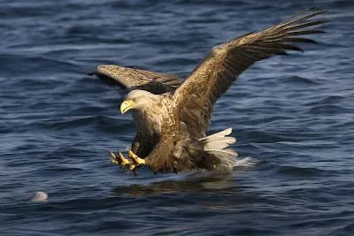 Aguila cazando