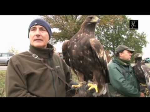 Aguila Cazando